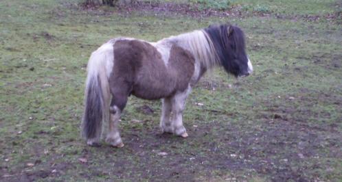 Pony als weidemaatje aangeboden/weide gezocht, Dieren en Toebehoren, Stalling en Weidegang, Weidegang, 1 paard of pony