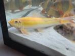 algeneten, Dieren en Toebehoren, Vissen | Aquariumvissen