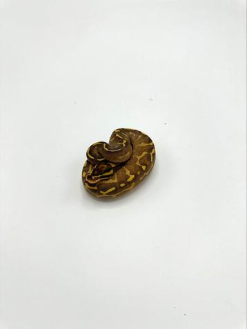 0.1 enchi freeway 66% het clown - Python regius beschikbaar voor biedingen