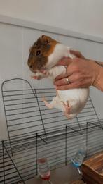 Cavia’s, Ophalen, Kooi, Cavia