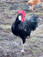 2 Jonge raszuivere grote Minorca hanen., Animaux & Accessoires, Volatiles, Plusieurs animaux, Poule ou poulet