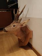 Taxidermie, chevreuil, Collections, Collections Animaux, Comme neuf, Bois ou Tête