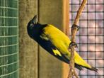 Geelbuiksijs, Dieren en Toebehoren, Vogels | Overige Vogels