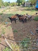Kameroense schapen, Dieren en Toebehoren