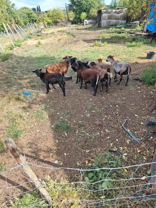Kameroense schapen, Dieren en Toebehoren, Schapen, Geiten en Varkens
