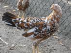 laatste hennen leghorn porselein, Dieren en Toebehoren, Kip