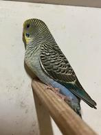 Blackwing grasparkieten, Dieren en Toebehoren, Vogels | Parkieten en Papegaaien, Meerdere dieren, Parkiet, Geringd