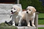 Prachtige Golden Retriever pupjes, Animaux & Accessoires, Chiens | Retrievers, Épagneuls & Chiens d'eau, Golden retriever, Plusieurs