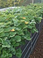 Aardbeiplanten, Tuin en Terras, Planten | Tuinplanten, Ophalen, Volle zon, Vaste plant, Fruitplanten