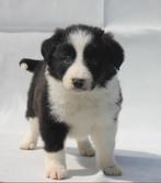 Border Collie Pups, CDV (hondenziekte), Meerdere, 8 tot 15 weken, Meerdere dieren