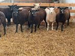 Stamboek swifter ooilammeren wit en blauwe, Femelle, Mouton, 0 à 2 ans
