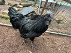Koppel Ayem Cemani (onverwant), Dieren en Toebehoren, Meerdere dieren, Kip