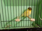 Gloster, Animaux & Accessoires, Oiseaux | Canaris