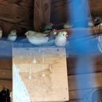 Zebravinken, Dieren en Toebehoren