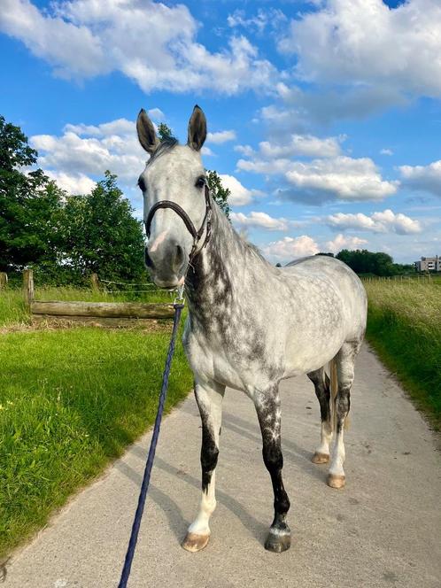 À Vendre Ovide Baeckeland, Animaux & Accessoires, Chevaux, Hongre, B, 160 à 165 cm, 7 à 10 ans, Cheval de saut, Avec pedigree