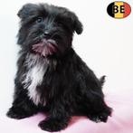 chiots Schnoodle à vendre (Schnauzer X Caniche) - belges, 15 semaines à 1 an, Commerçant, Autres races, Plusieurs