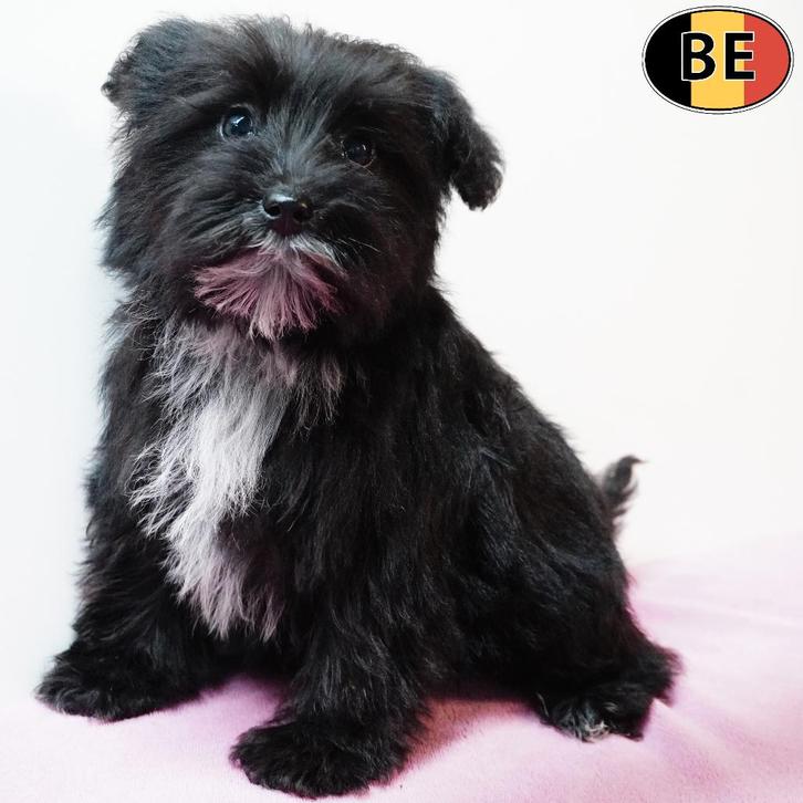 chiots Schnoodle à vendre (Schnauzer X Caniche) - belges, Animaux & Accessoires, Chiens | Chihuahuas & Chiens de compagnie, Plusieurs animaux