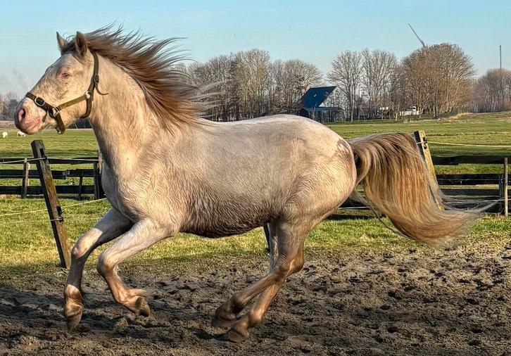 Hou jij van speciaal ? 2,5 jarige Connemara Cremello ruin, Dieren en Toebehoren, Pony's, Ruin, Onbeleerd, E pony (1.48m - 1.57m)