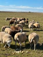 Kudde van 60 stuks mooie lammeren rammen, Dieren en Toebehoren, Mannelijk, Schaap