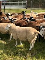 Prachtige kudde van 60 rammen schapen bokken, Mannelijk, Schaap