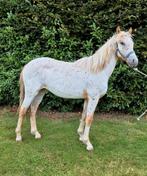 Mooie appaloosa merrie d/e pony, Dieren en Toebehoren, Pony's, Merrie, D pony (1.37m tot 1.48m), Gechipt, 0 tot 2 jaar
