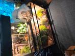 2 baken 1 met gekkos en een met skinken, Animaux & Accessoires