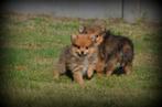 Keeshond pupjes, Dieren en Toebehoren, België, Keeshond, CDV (hondenziekte), 8 tot 15 weken