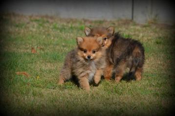 Keeshond pupjes beschikbaar voor biedingen