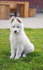 Langharige Zwitserse Witte Herder pup, CDV (hondenziekte), Meerdere, 8 tot 15 weken, Meerdere dieren