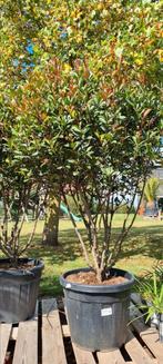 Photinia Red Robin meerstam, Tuin en Terras, Ophalen, Halfschaduw
