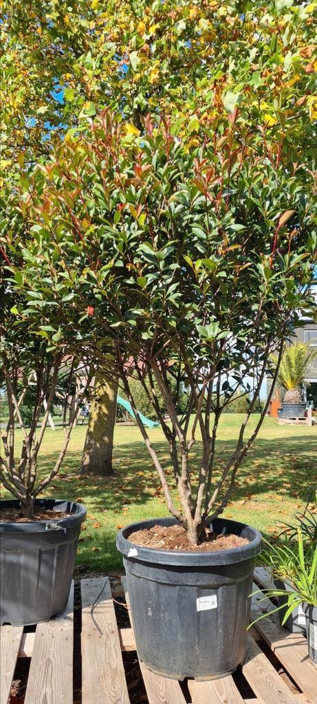 Photinia Red Robin meerstam, Tuin en Terras, Planten | Bomen, Halfschaduw, Ophalen