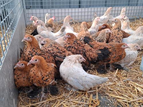 Sabelpoot kriel kipjes , zeer ruime keuze kippen, Dieren en Toebehoren, Pluimvee