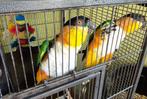 Zwart kop Caique, Dieren en Toebehoren, Vogels | Parkieten en Papegaaien, Meerdere dieren, Papegaai, Geringd