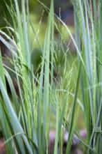 Panicum Northwind, Ophalen, Halfschaduw