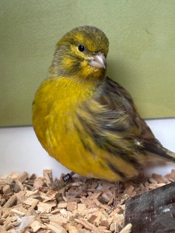 Fife Fancy kanarie - kleine TT vorm beschikbaar voor biedingen