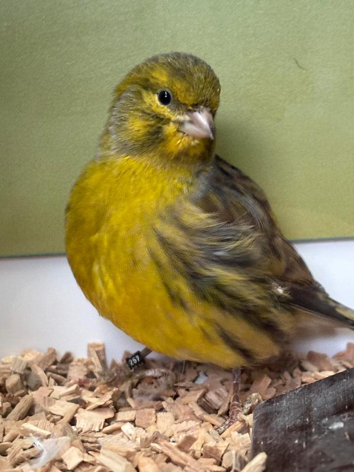 Fife Fancy kanarie - kleine TT vorm, Dieren en Toebehoren, Vogels | Kanaries