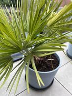 Europeese dwergpalm winterhard 2 potten, Ophalen