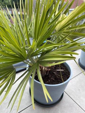 Europeese dwergpalm winterhard 2 potten beschikbaar voor biedingen
