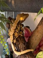 1.0 wimpergekko extreme harlequin, Dieren en Toebehoren, Met terrarium