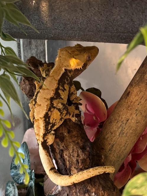 1.0 wimpergekko extreme harlequin, Dieren en Toebehoren, Reptielen en Amfibieën, Met terrarium