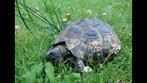 Schildpadden opvang, Dieren en Toebehoren, Reptielen en Amfibieën, Schildpad