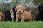 Labradoodle puppy's - 100% Belgisch - ouders aanwezig, Dieren en Toebehoren, CDV (hondenziekte), Meerdere, 8 tot 15 weken, Meerdere dieren
