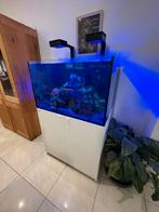 Red sea 300xl deluxe, Animaux & Accessoires, Poissons | Aquariums & Accessoires, Enlèvement, Comme neuf, Aquarium d'eau de mer rempli