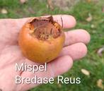 jonge mispelboompjes , geënt op meidoorn, dikke vruchte, Ophalen