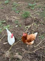 Broedeieren kruising araucana/legkip, Dieren en Toebehoren, Pluimvee