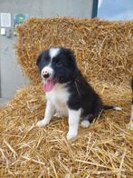 Border collie, Dieren en Toebehoren, België, Reu, 8 tot 15 weken, CDV (hondenziekte)