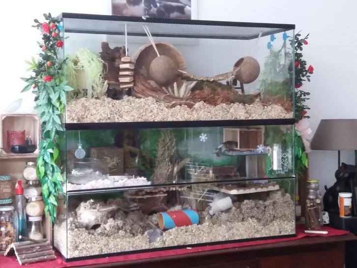 Gerbilarium uitbreiding 75x40 – Opzetstuk, Dieren en Toebehoren, Knaagdieren en Konijnen | Hokken en Kooien, Nieuw, Hok, Minder dan 60 cm