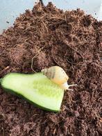 Gratis 2 Agaatslakken, Dieren en Toebehoren, Overige soorten, Met terrarium, 0 tot 2 jaar