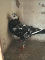 Twee kleur Duiven, Dieren en Toebehoren, Vogels | Duiven