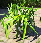 Agapanthus, Tuin en Terras, Ophalen, Zomer, Vaste plant, Overige soorten